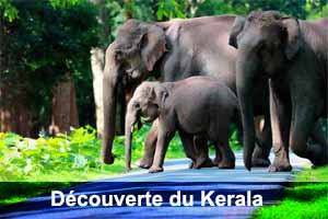 Circuit Découverte du Kerala